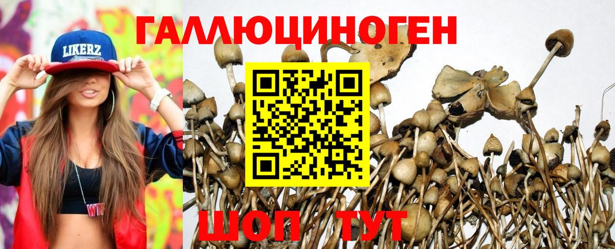 Псилоцибиновые грибы Psilocybe  Вход с VPN  Приморско-Ахтарск 